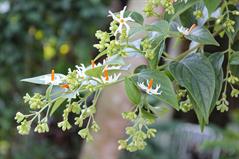 یاسمن شب گل